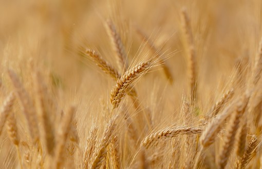 La denuncia di Coldiretti Lombardia: «L'inflazione sta strozzando le imprese agricole»