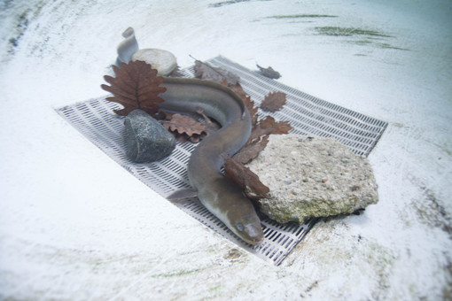 Storia di un'anguilla salvata nel Parco del Ticino e di una buona azione in tempi di crisi idrica