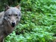 Sbranano due mucche, due giovani lupi uccisi in Svizzera