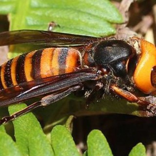Nidi di api, vespe e calabroni: boom di chiamate. La Protezione civile mette ordine