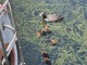 Ranco: una folaga sceglie la barca nel porticciolo per fare il nido, il proprietario attende venti giorni per non disturbare la covata