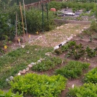 Come salvare l'orto dalla siccità. I consigli di Coldiretti Varese: «Riutilizzare l'acqua di cottura»