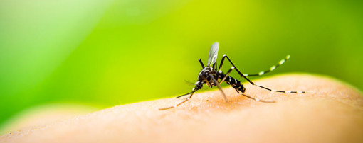 Guerra contro le zanzare in Valle